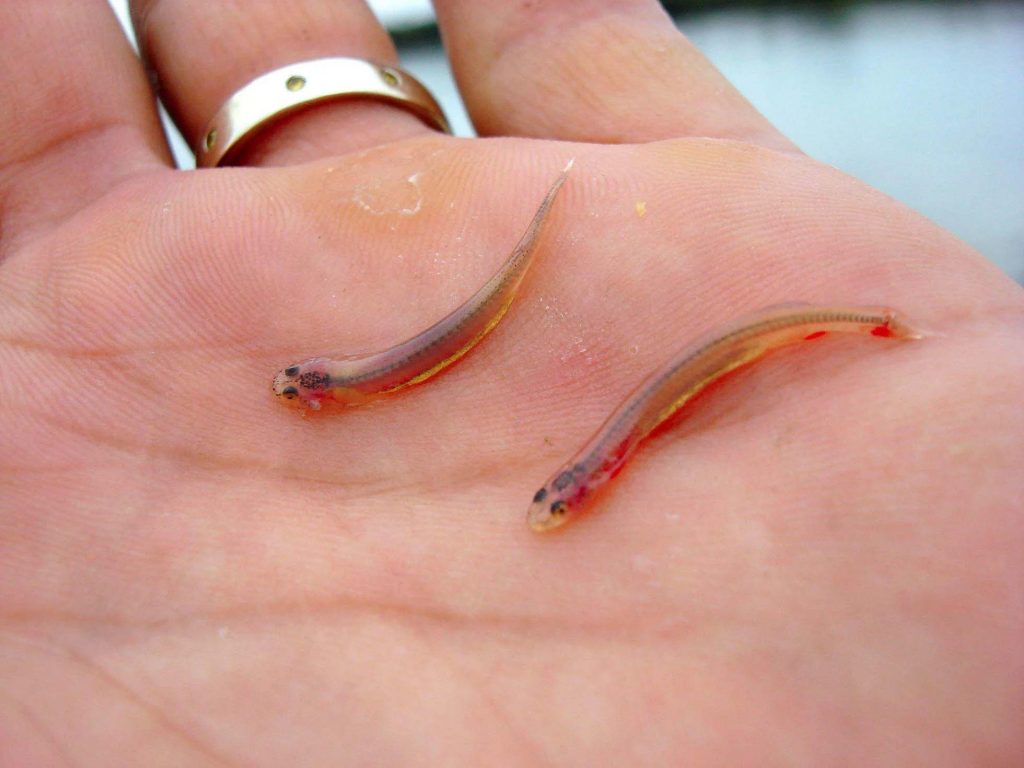 Ikan candiru di sungai Amazon. (Foto Reddit)