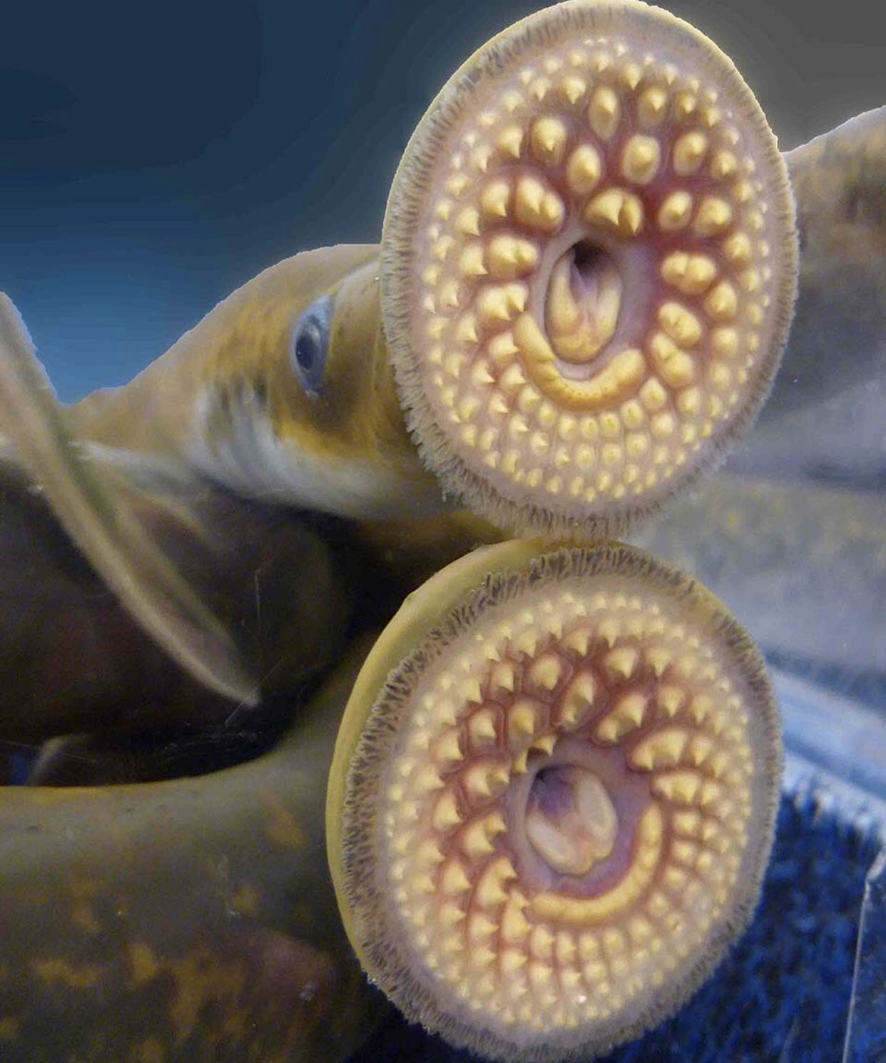Ikan candiru di sungai amazon bermulut penghisap darah (Foto Dr. Shelby Ziegler, Twitter)