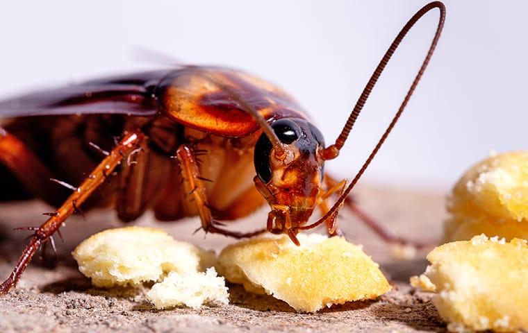 Kecoak bisa merasakan makanan tanpa harus memakannya (Foto Accurate Termite & Pest Solutions)