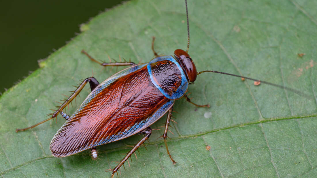 Kecoak bisa saling memangsa (Foto NPR)