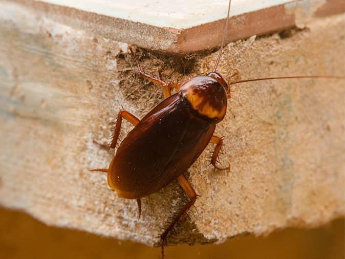 Kecoak pintar memanjat (Foto Arrow Pest Control)