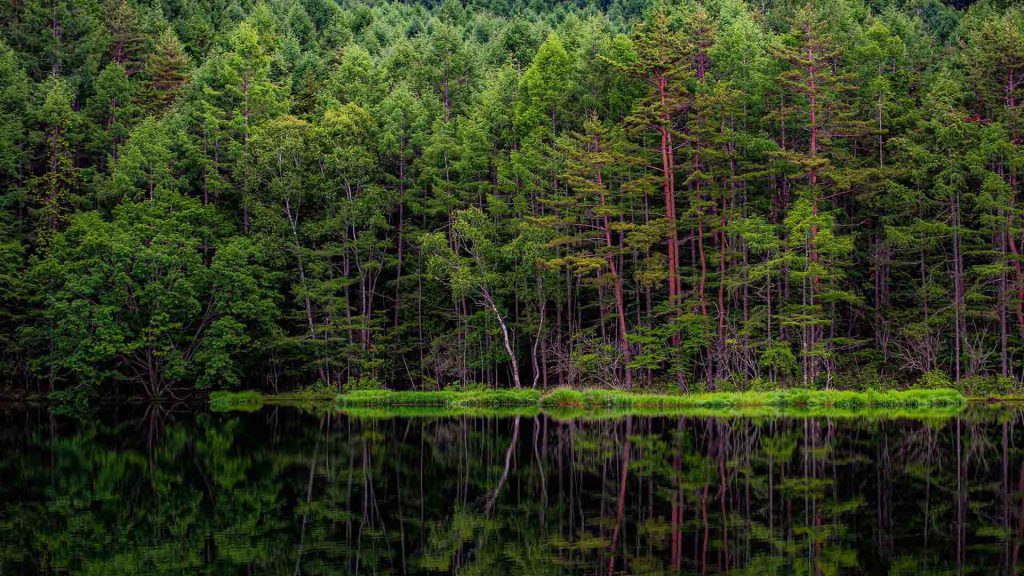 Kolam Mishakaike, Jepang. (Foto Kenji Sugiura, Getty Images, msn.com)