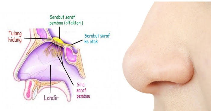 Lubang Hidung (Gambar anehdidunia.com)
