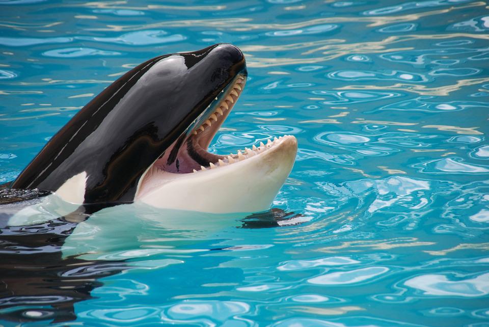 Orca paus pembunuh adalah mamalia (pixabay.com)