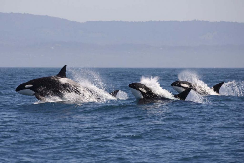 Orca paus pembunuh memiliki bahasa sendiri (critterfacts)