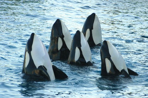 Orca paus pembunuh penyebaran terbesar di dunia setelah manusia (Foto bioexpedition.com)