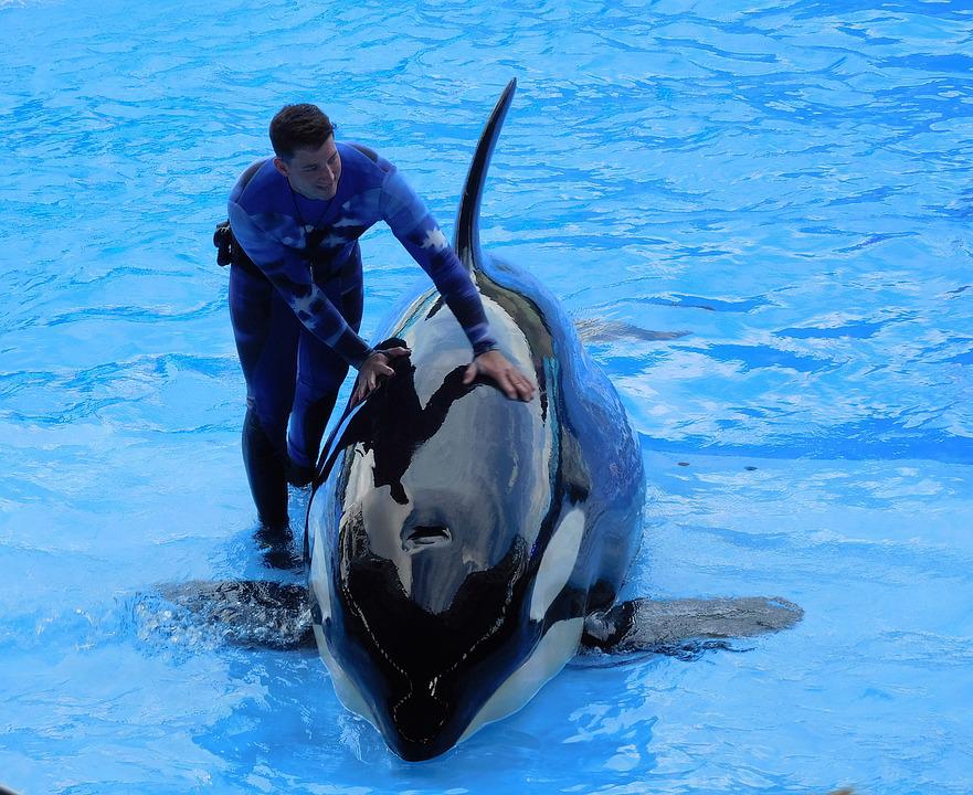 Orca paus pembunuh sejauh ini tidak menjadi ancaman serius bagi manusia. (Foto pixabay.com)