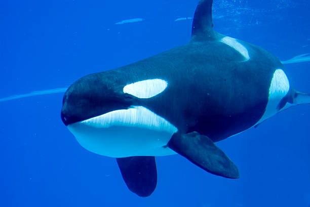 Orca paus pembunuh tidak bisa mencium bau (Foto istockphoto.com)