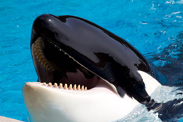 Orca paus pembunuh tidur dengan satu mata (Foto istockphoto.com)