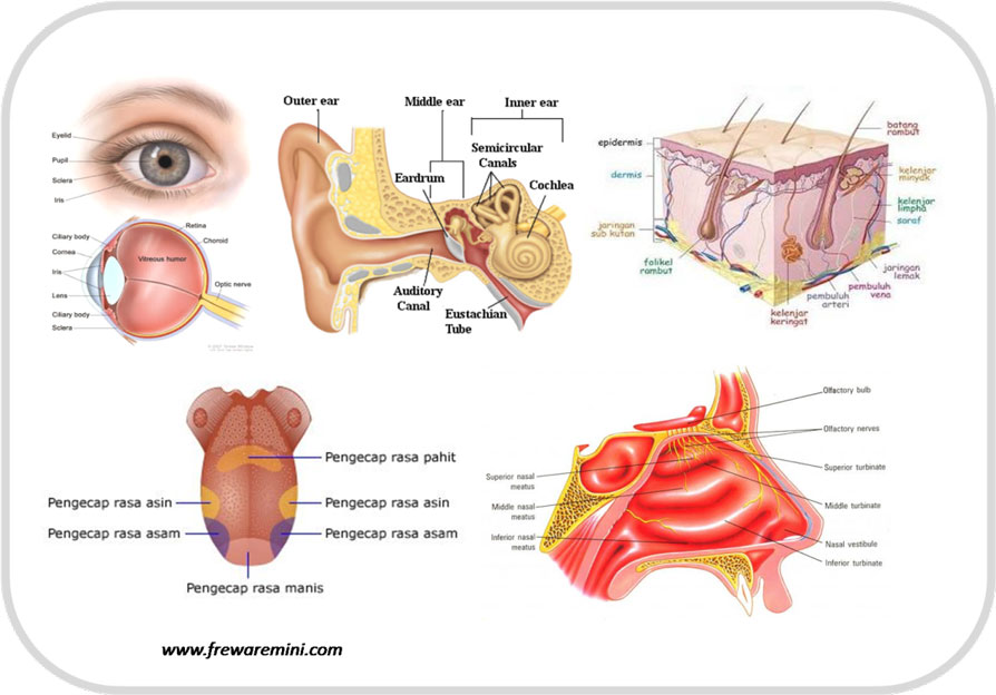 Organ Hidung (Gambar sumber.belajar.kemdikbud.go.id)