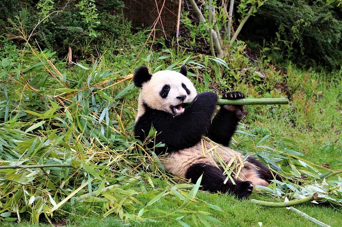 Panda (Foto pixabay, belajarsampaimati.com)