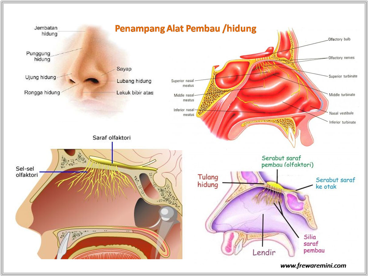 Penampang alat pembau hidung (belajar.kemdikbud.go.id)