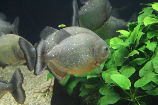 Piranha sungai amazon yang senang berkelompok. (Foto istockphoto.com).jpg