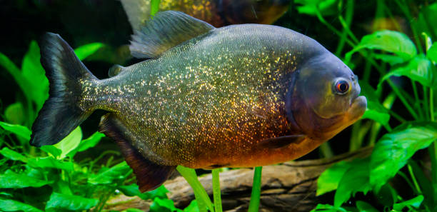 Piranha sungai amazone. (Foto istockphoto.com)