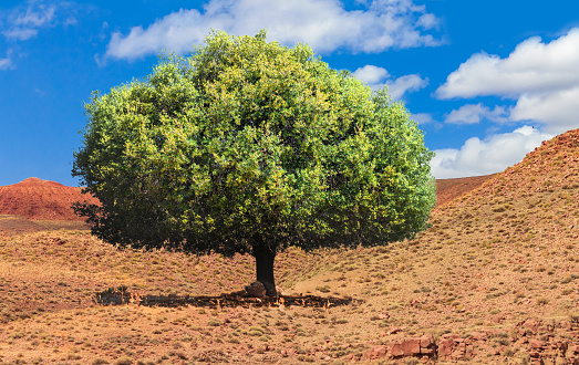Pohon Sahabi (Foto iStock)