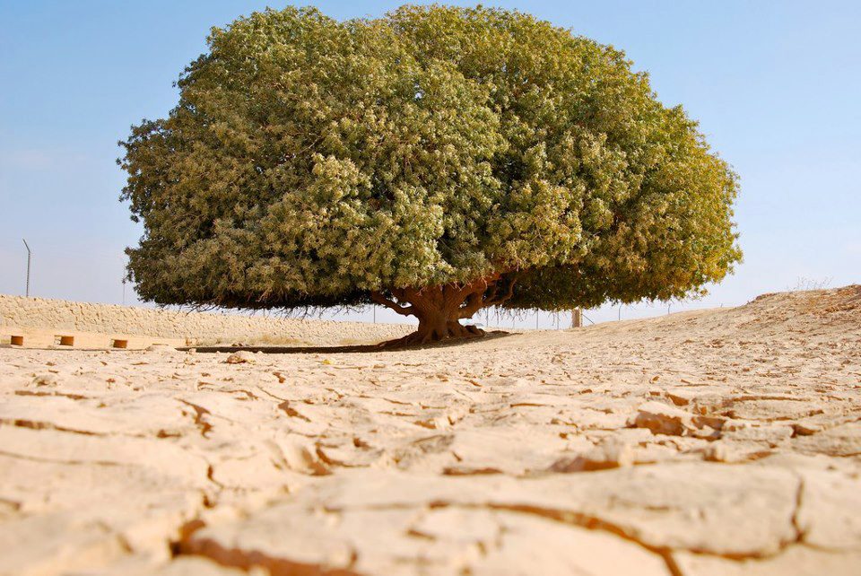 Pohon sahabi (Foto m.daily-bangladesh.com)
