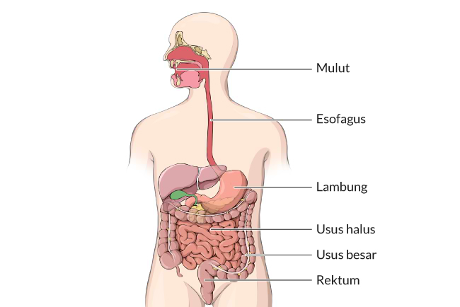 Proses pencernaan manusia. (Gambar alodokter.com)