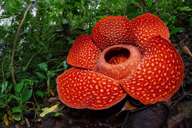 Rafflesia Arnoldi. (Foto Shutterstock, Bpk Maizal)
