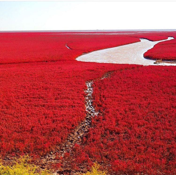 Red Beach di China (instagram.com, lonelyplanet)