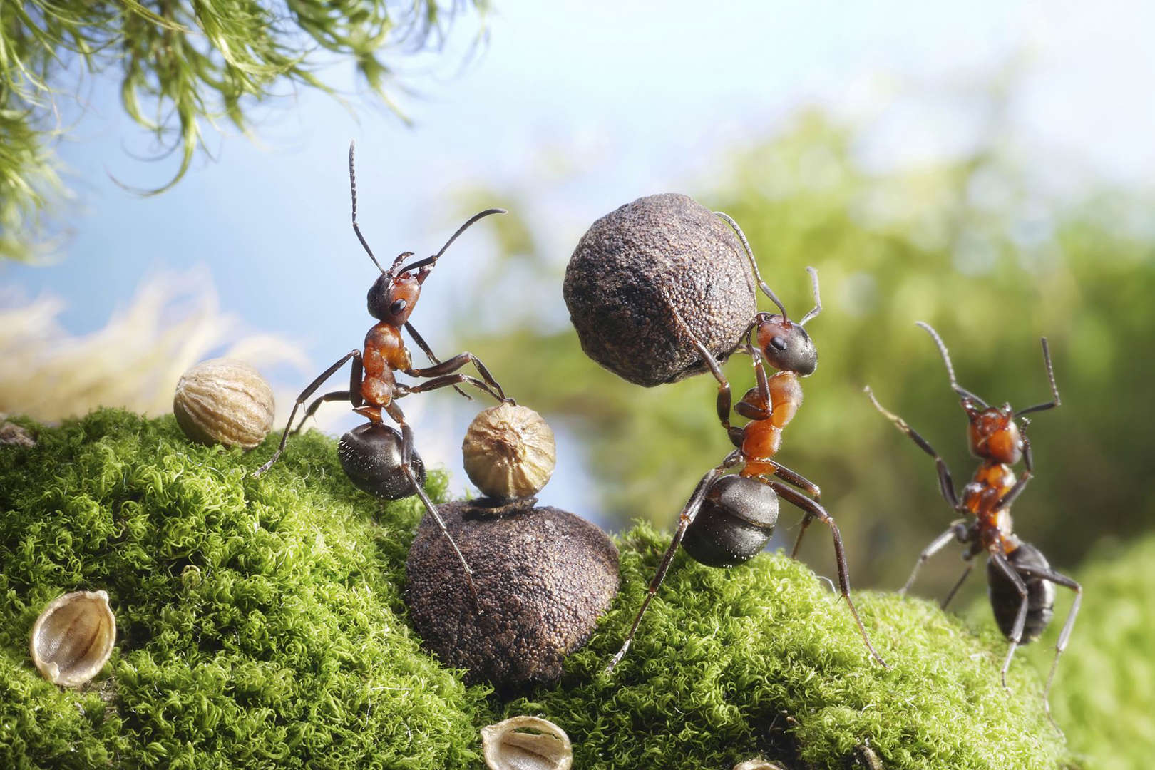 Semut termasuk binatang terkuat di dunia. (Foto Antrey, Getty Images)