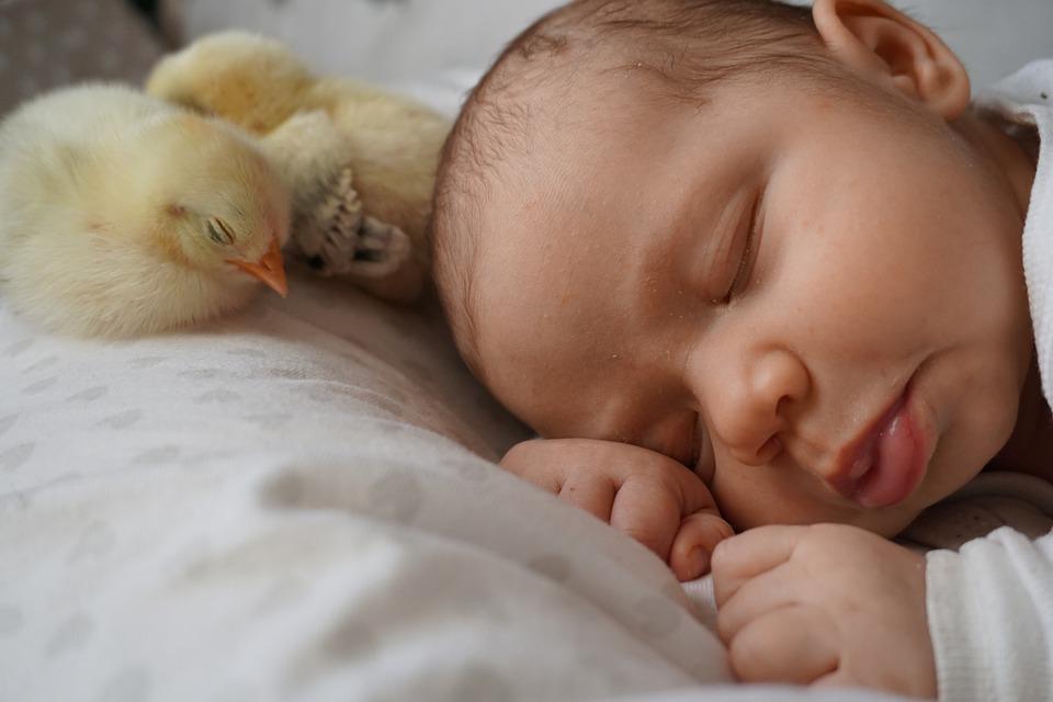 Tidur Ayam (Foto pixabay.com)