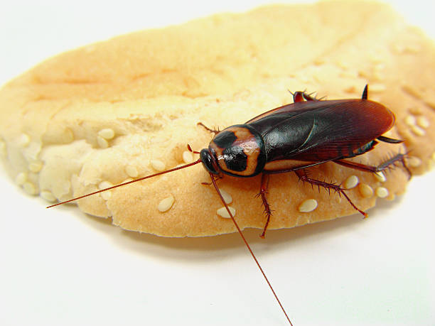 Tubuh kecoak fleksibel (Foto istockphoto.com)