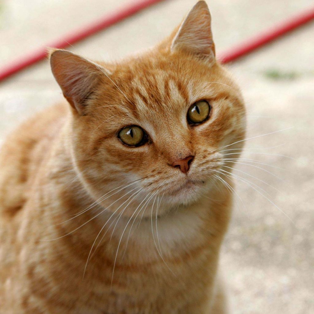 kucing (Foto Wiktionary)