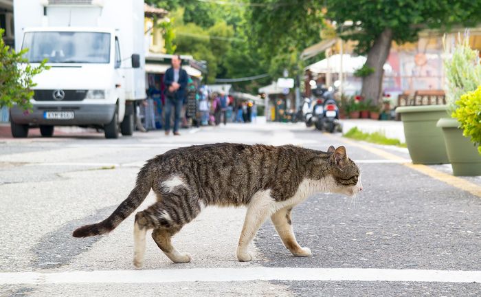 kucing (Foto pixabay, kids.grid.id)