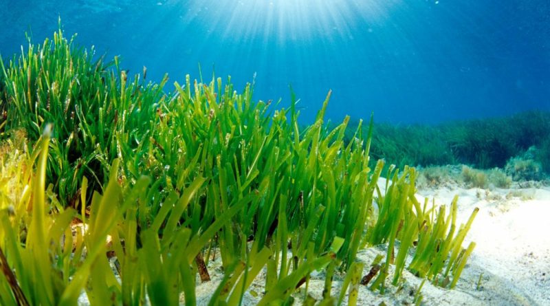 lamun tumbuhan di bawah laut (pgsp.big.go.id)