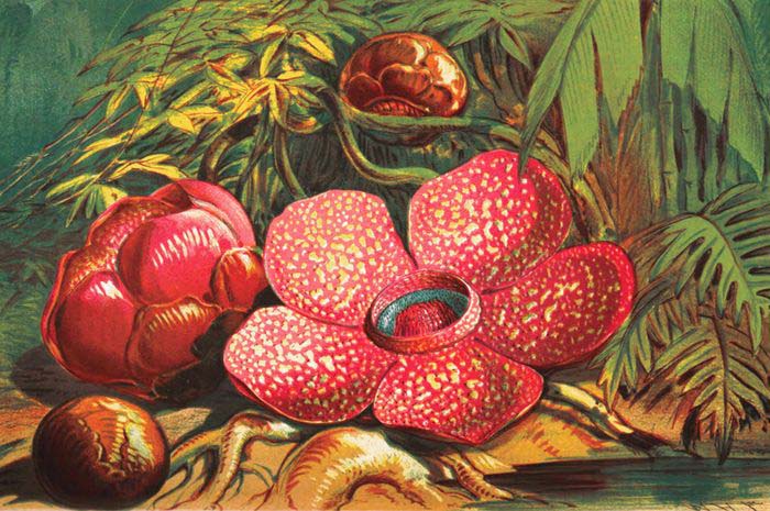 rafflesia arnoldii (Foto Hanna Vivaldi, bobo.grid