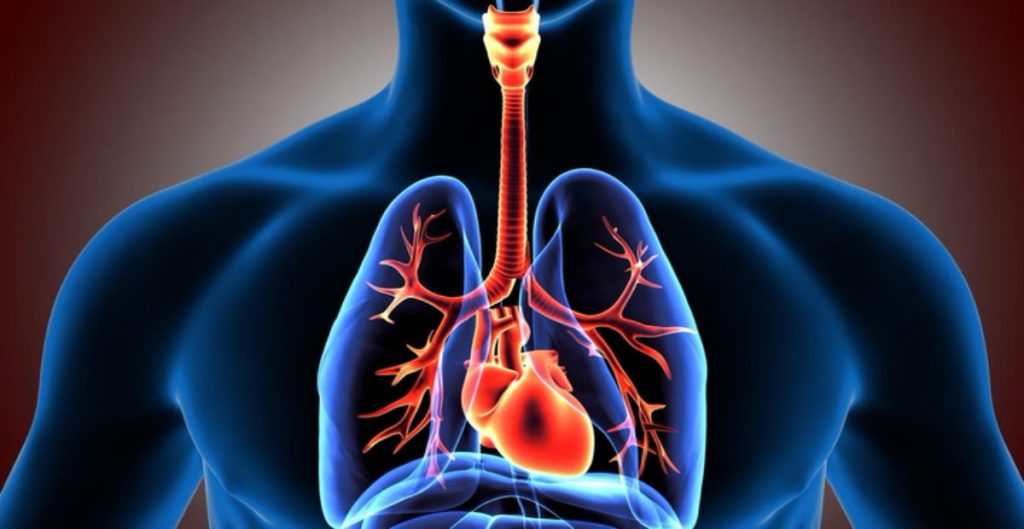 sistem pernapasan manusia. (Gambar tokopedia.com)