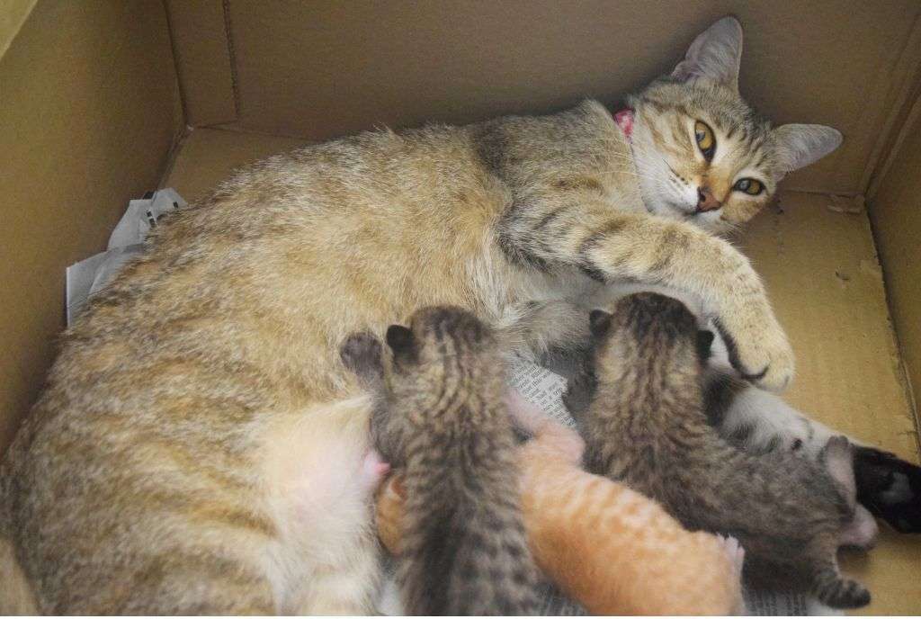 Anak kucing sedang menyusu pada induknya_11zon