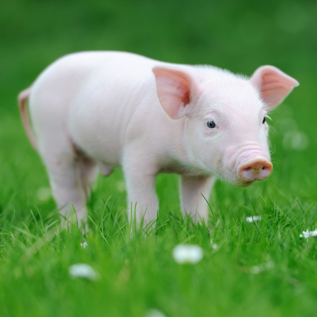 Babi termasuk hewan omnivora