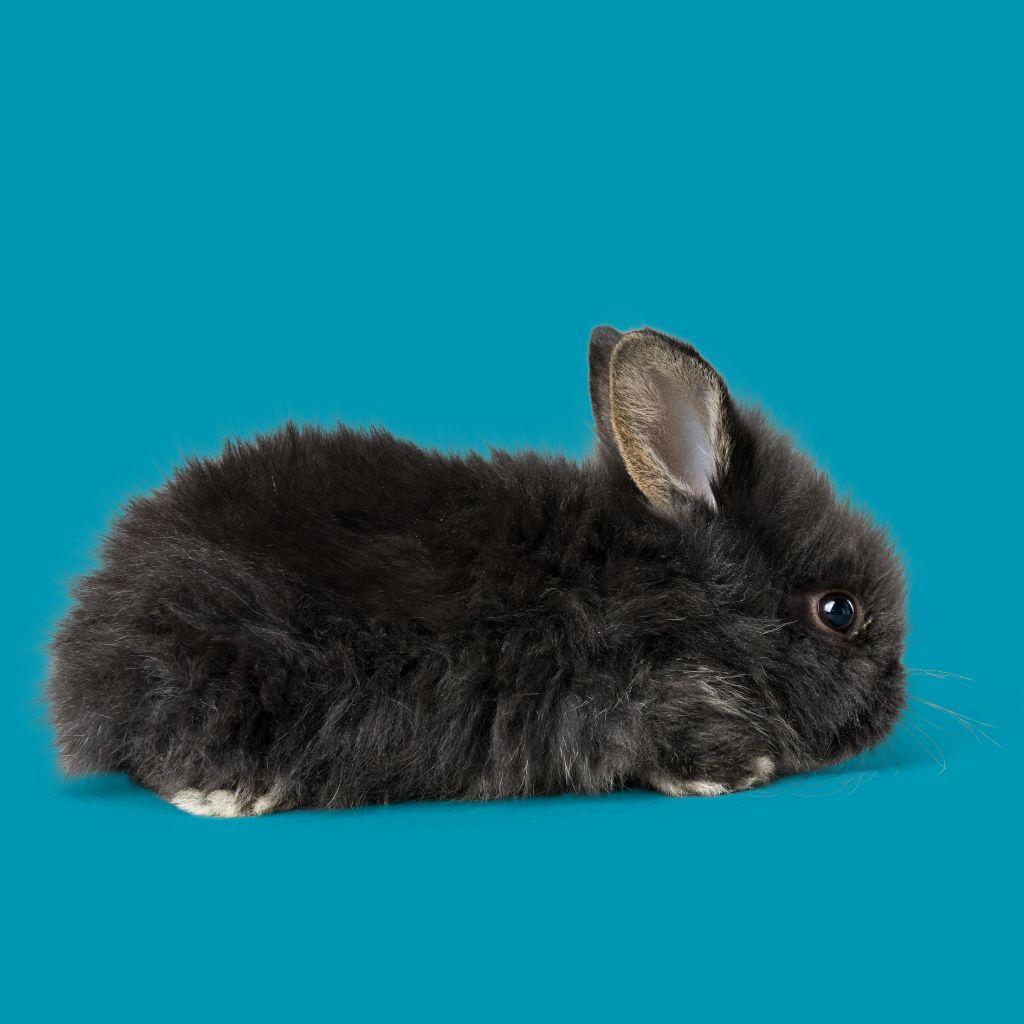 Kelinci berbulu hitam