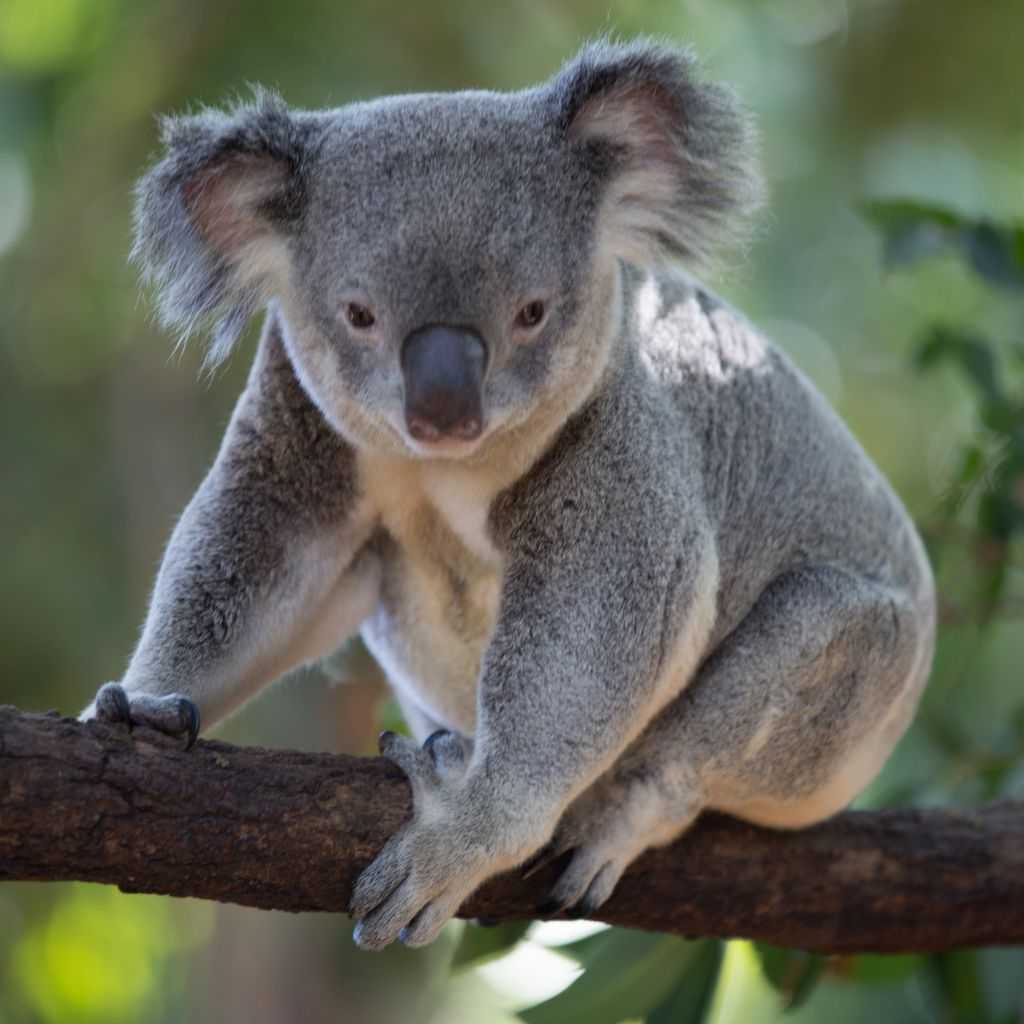 Koala binatang asli Australia (elibrary.id)