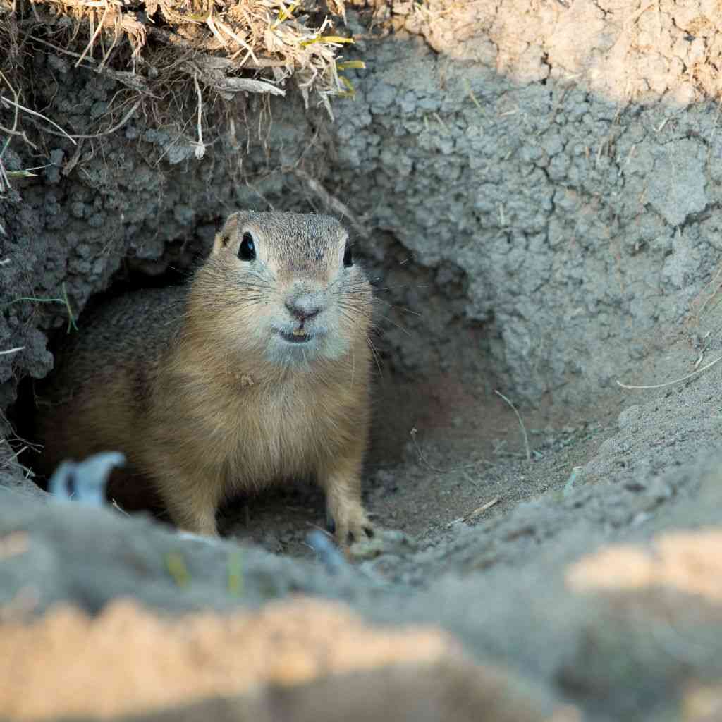 Tikus Tanah termasuk hewan mamalia