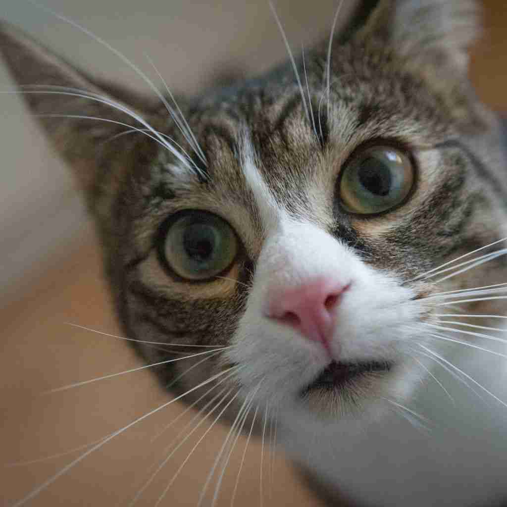 kucing berwajah lucu (elibrary.id)