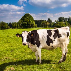 Cow