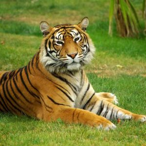 Harimau salah satu hewan karnivora atau hewan pemakan daging