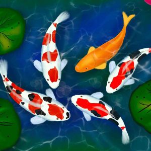 Ikan koi senang tinggal di air yang jernih