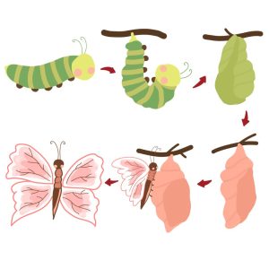 Metamorfosis pada kupu-kupu