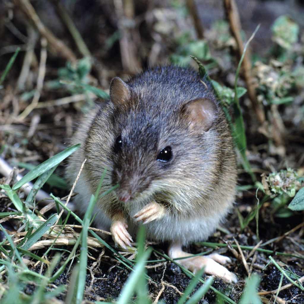 tikus makan padi