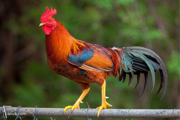 Ayam jago yang jago berkokok