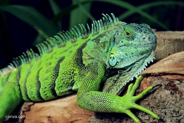 Bunglon termasuk reptil berdarah dingin