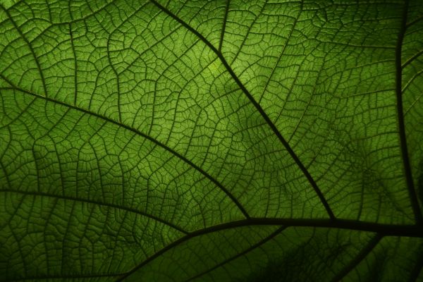 Hijau daun atau zat klorofil