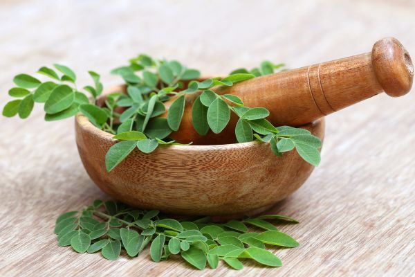 Manfaat daun kelor untuk kesehatan manusia