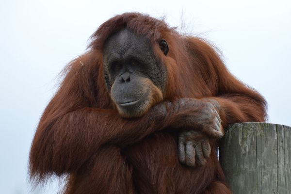 Orangutan panjang tangannya