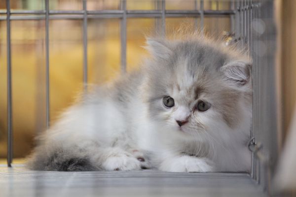 Anak kucing dalam kandang