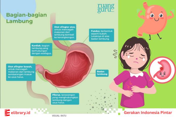 Gambar bagian-bagian lambung pada tubuh manusia