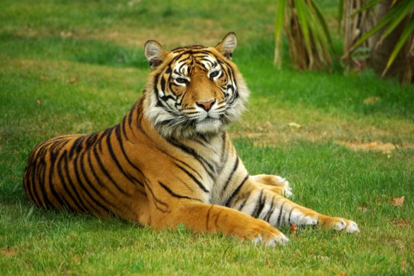 Harimau sedang duduk sendirian di hutan